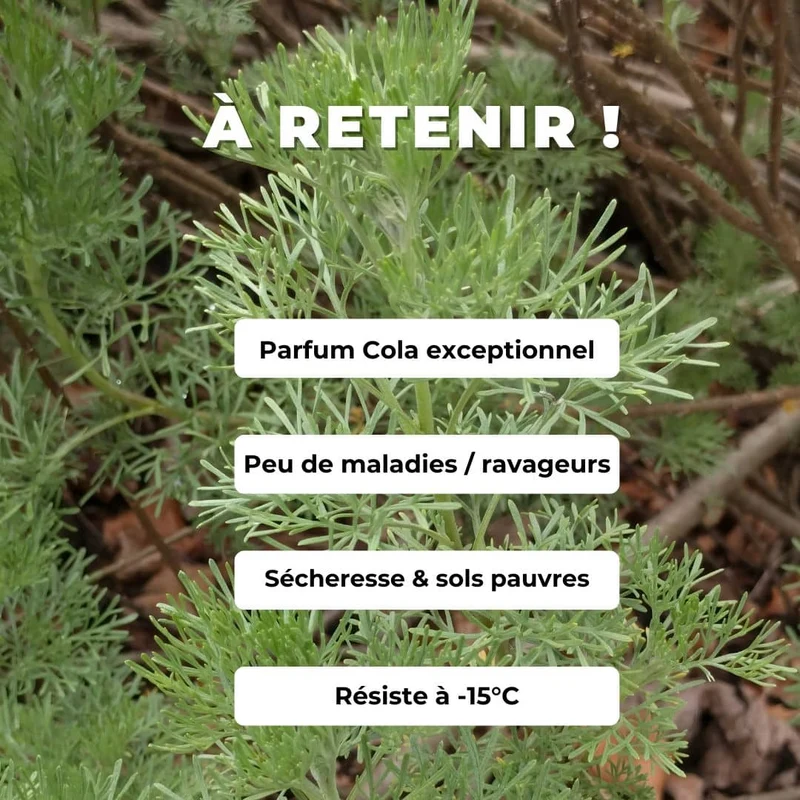 Armoise Cola — Plant