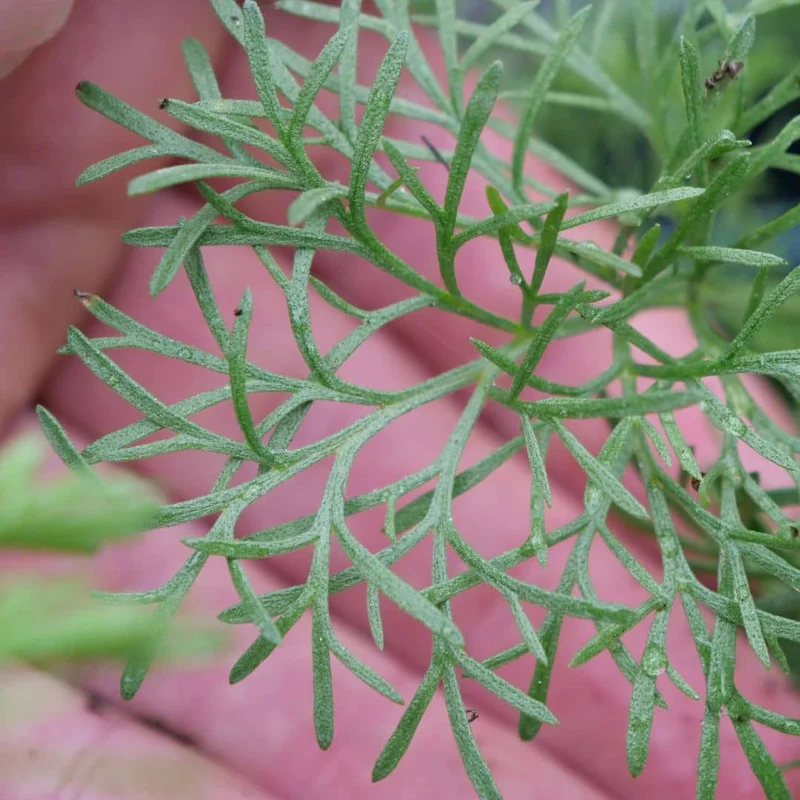 Armoise Cola — Plant