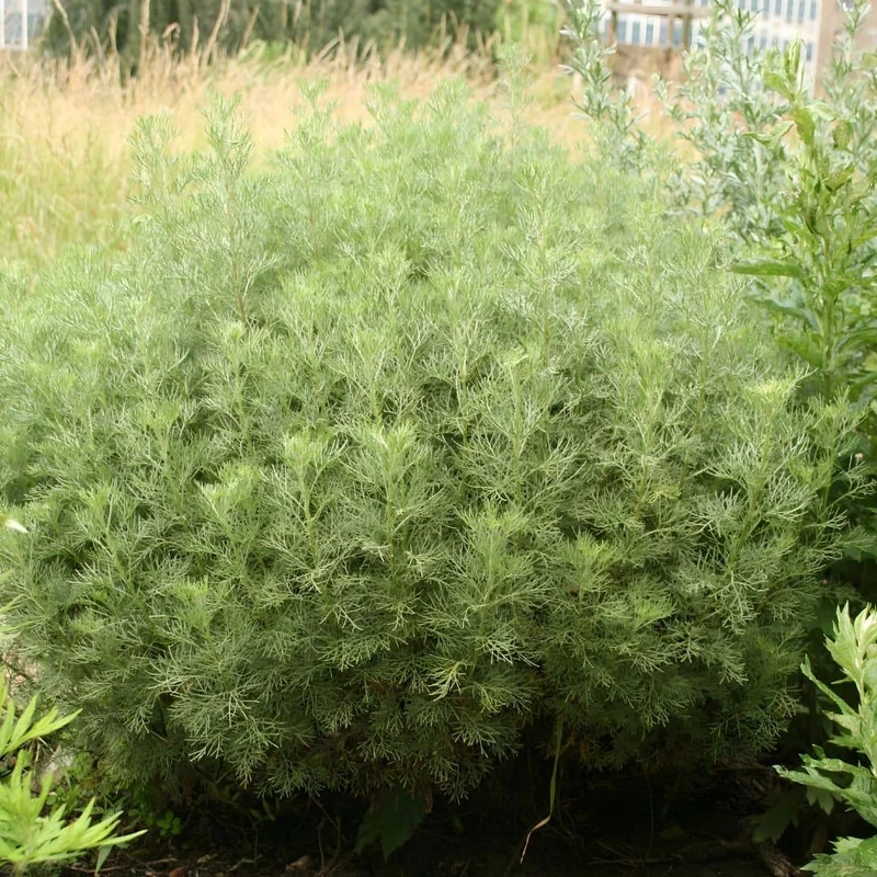 Armoise Cola — Plant