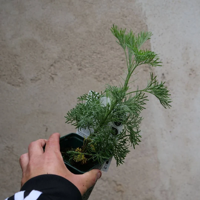 Armoise Cola — Plant