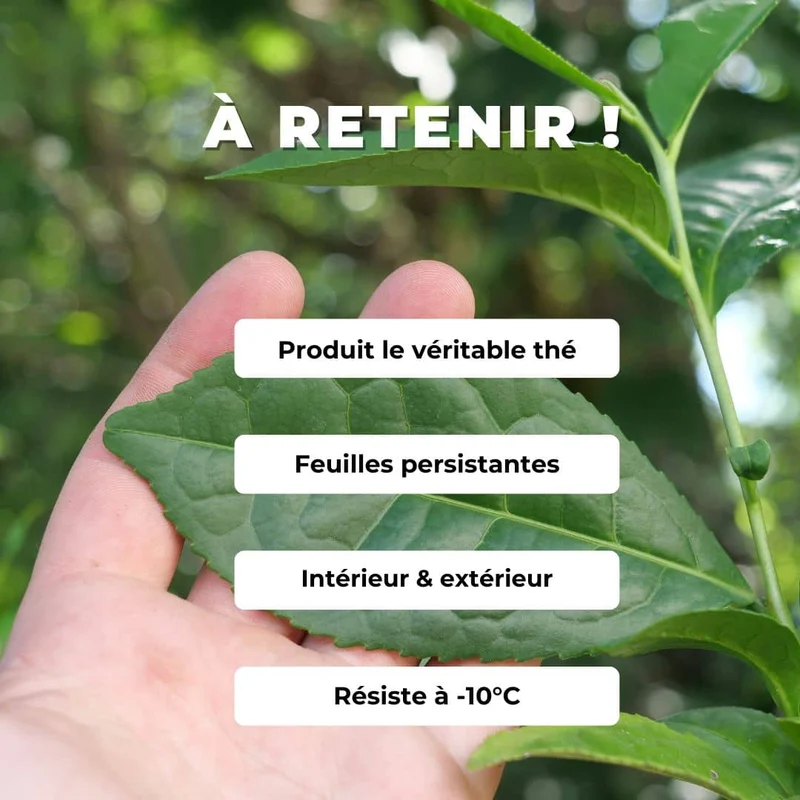 Théier véritable — Graines ou plant