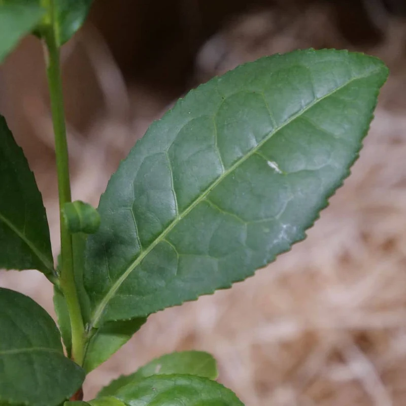 Théier véritable — Graines ou plant