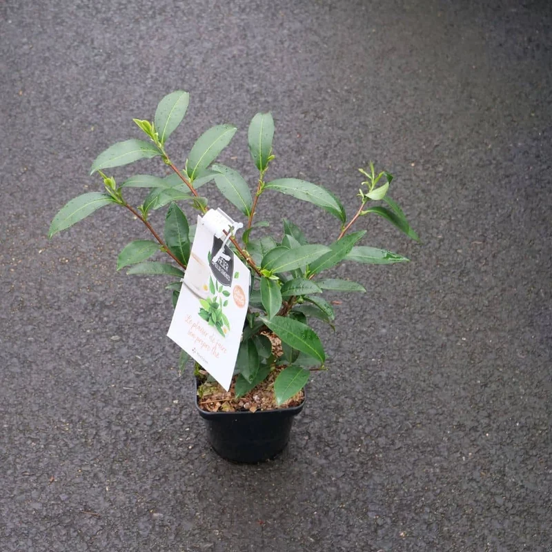 Théier véritable — Graines ou plant
