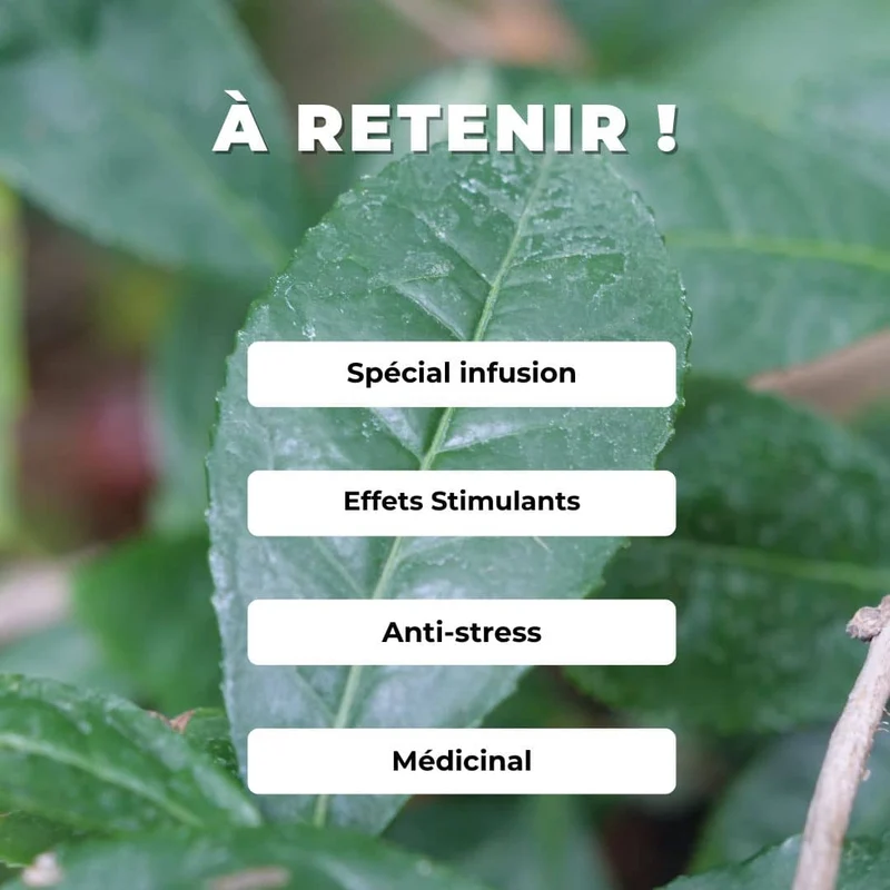 Théier véritable — Graines ou plant