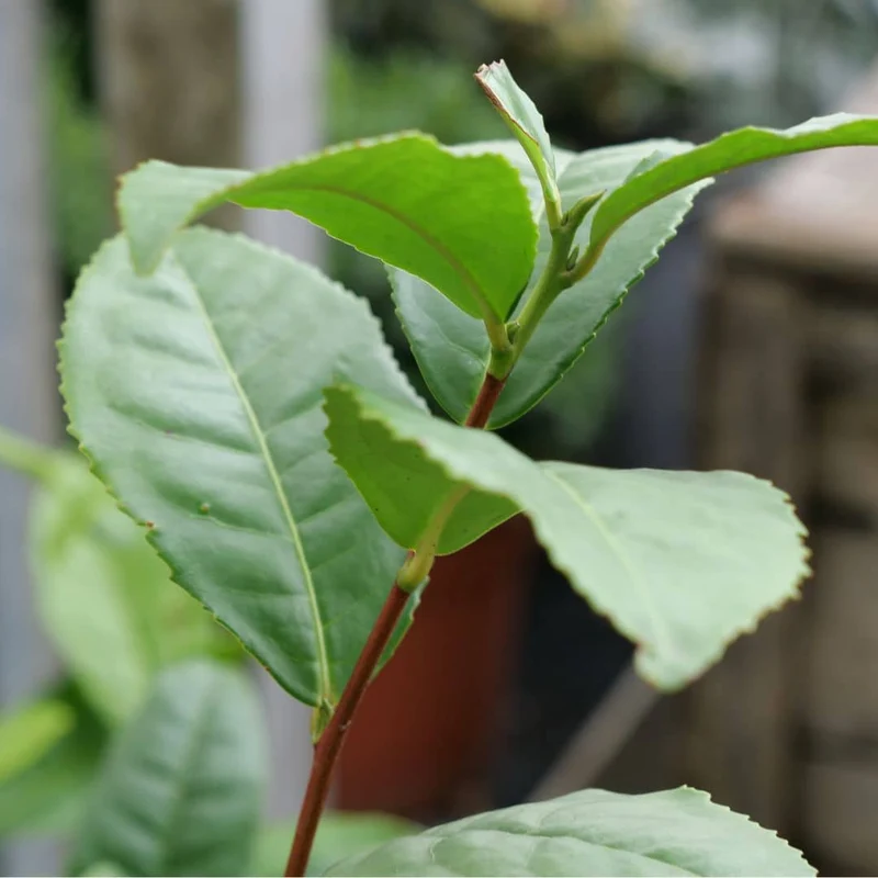 Théier véritable — Graines ou plant