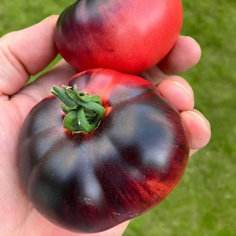 Tomate Blue Beauty — Graines