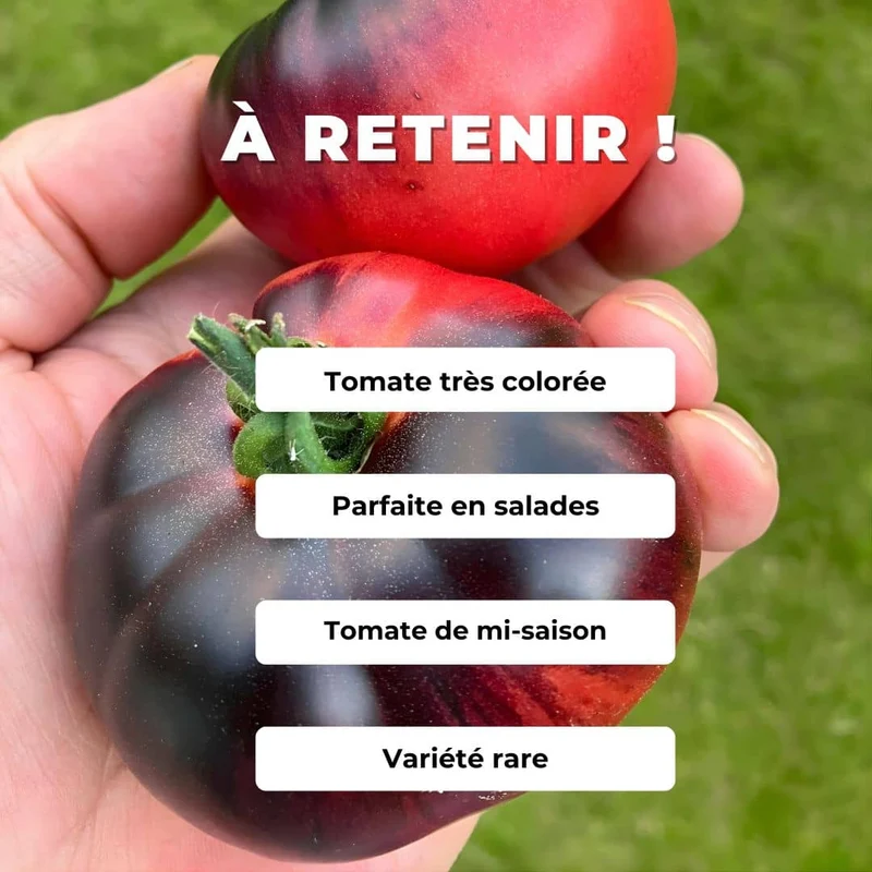 Tomate Blue Beauty — Graines