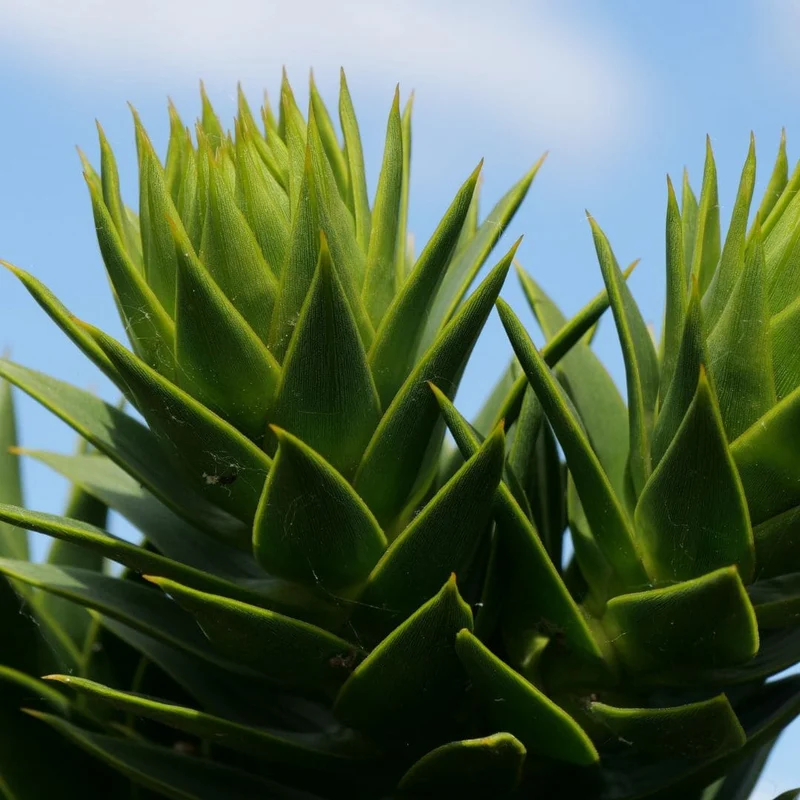 Araucaria du Chili — Graines