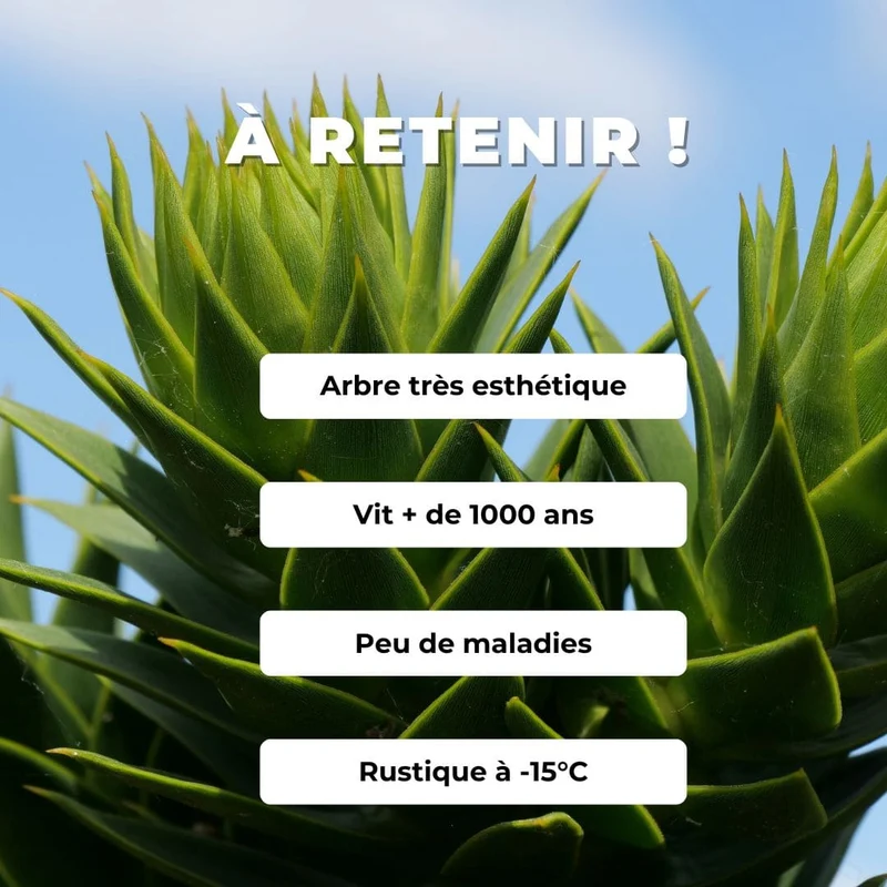 Araucaria du Chili — Graines
