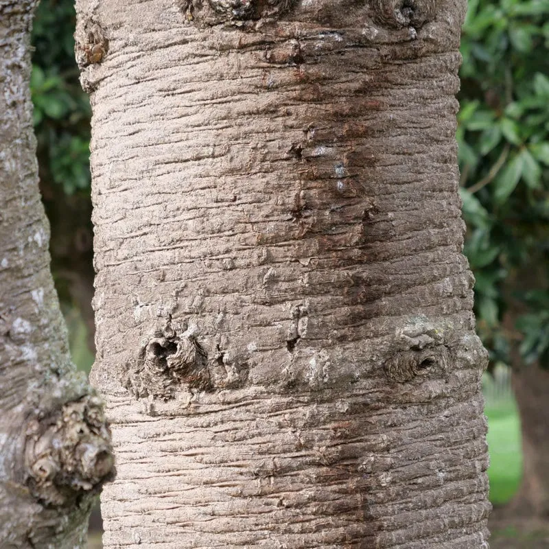 Araucaria du Chili — Graines