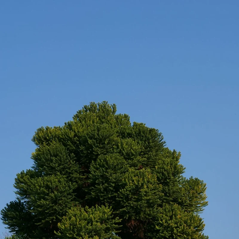 Araucaria du Chili — Graines