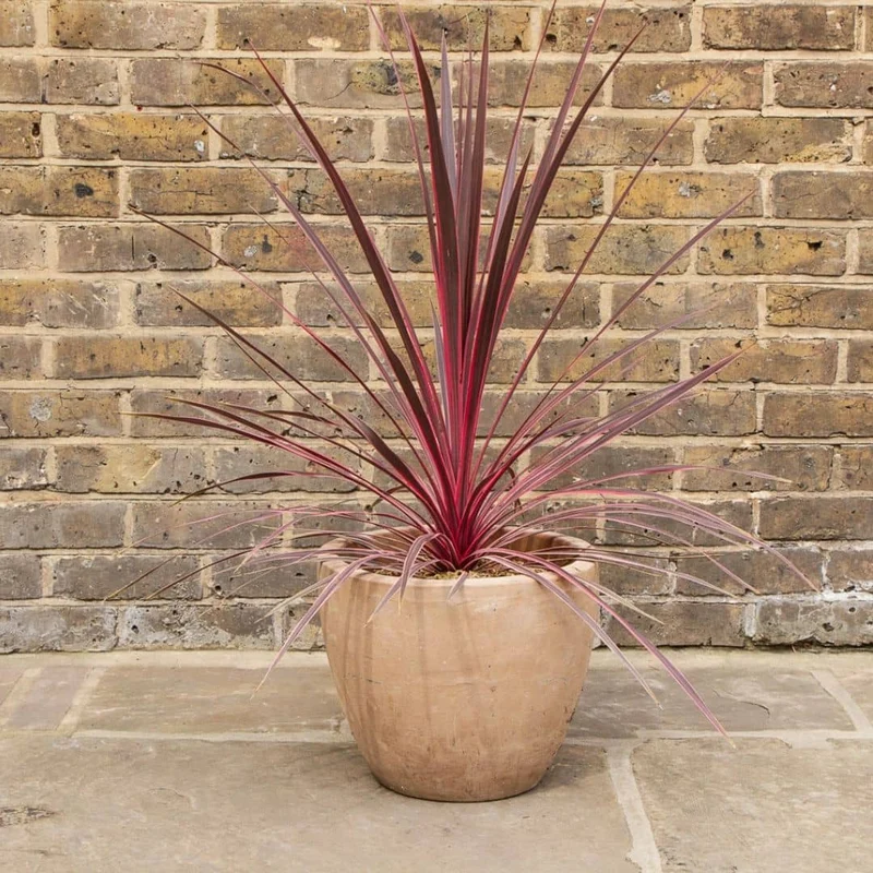 Cordyline Charlie Boy — Plant