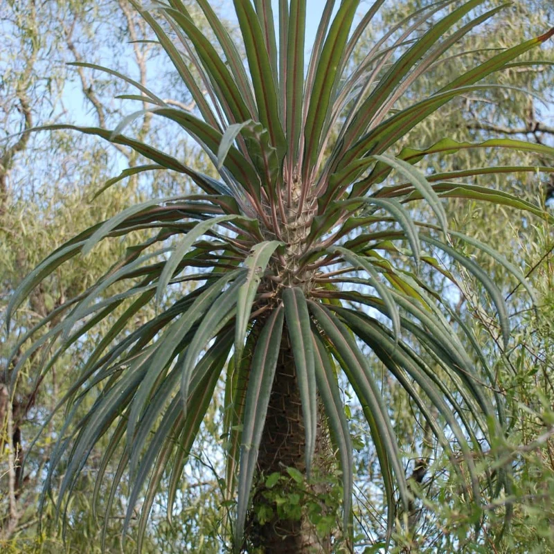 Pachypodium de Geay — Graines