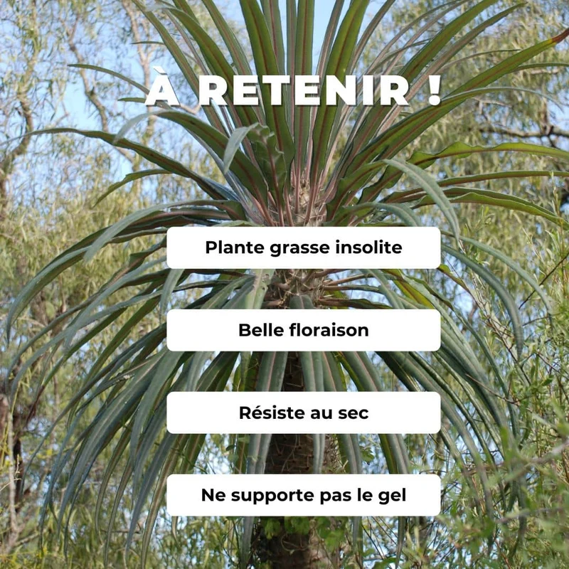Pachypodium de Geay — Graines