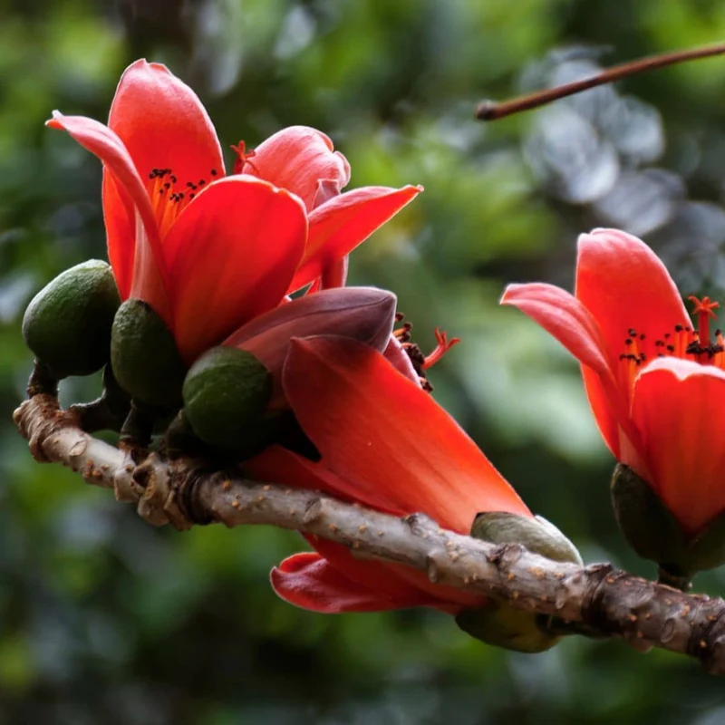 Kapokier rouge — Graines ou plant