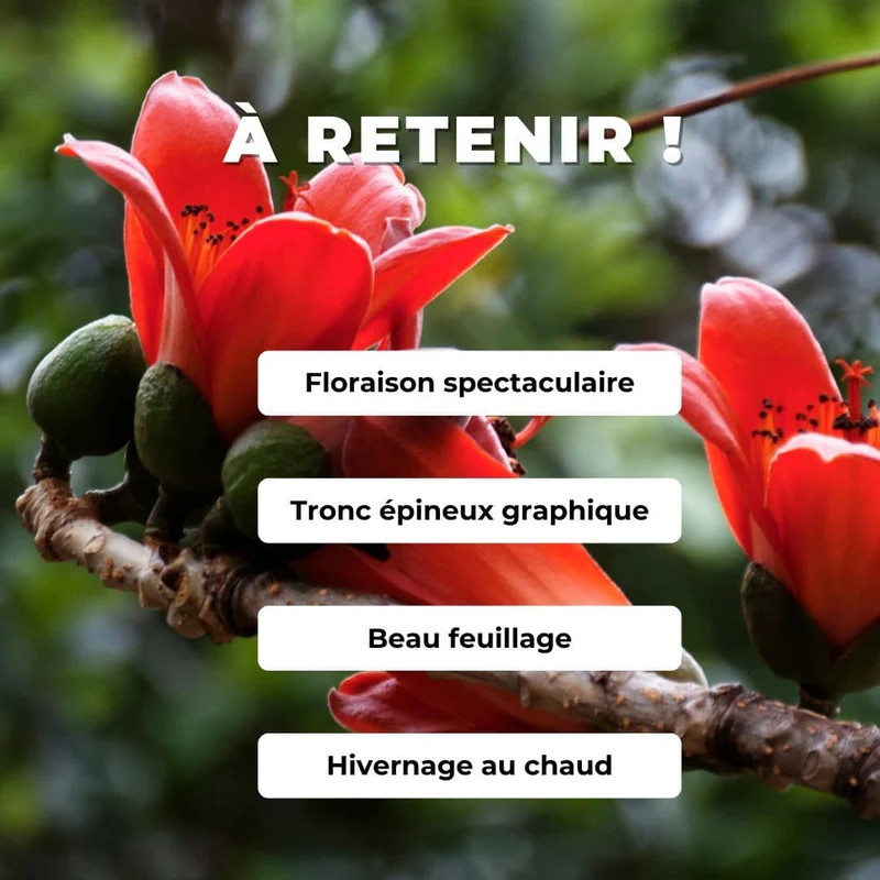 Kapokier rouge — Graines ou plant