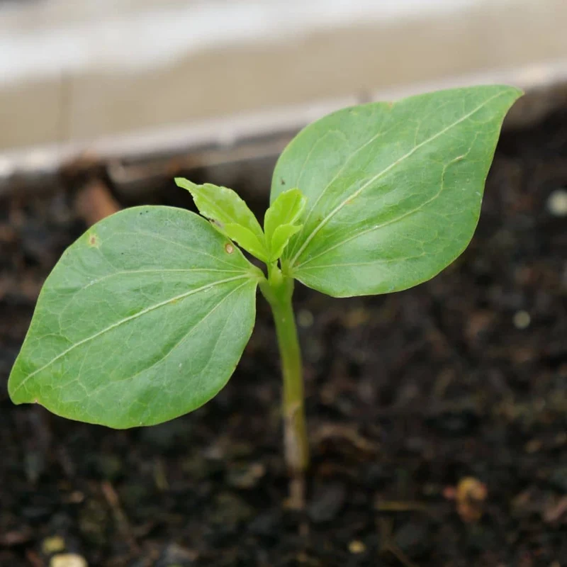 Kapokier rouge — Graines ou plant