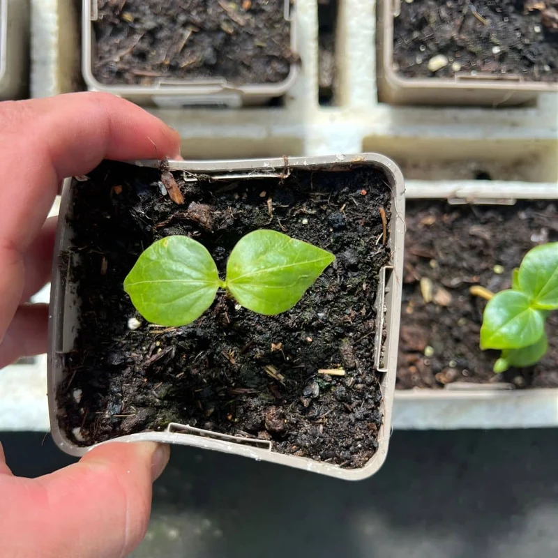 Kapokier rouge — Graines ou plant