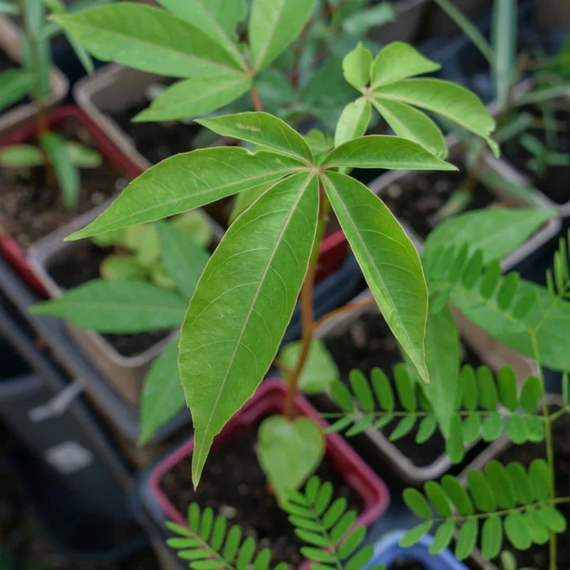Kapokier rouge — Graines ou plant