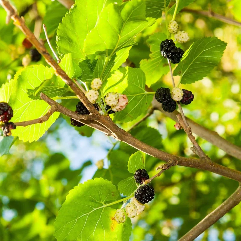 Mûrier noir — Graines ou plant