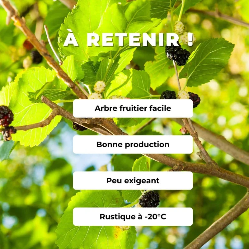 Mûrier noir — Graines ou plant