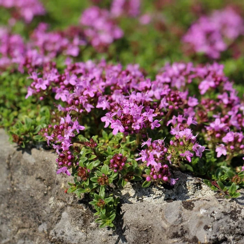 Thym serpolet — Graines ou plant