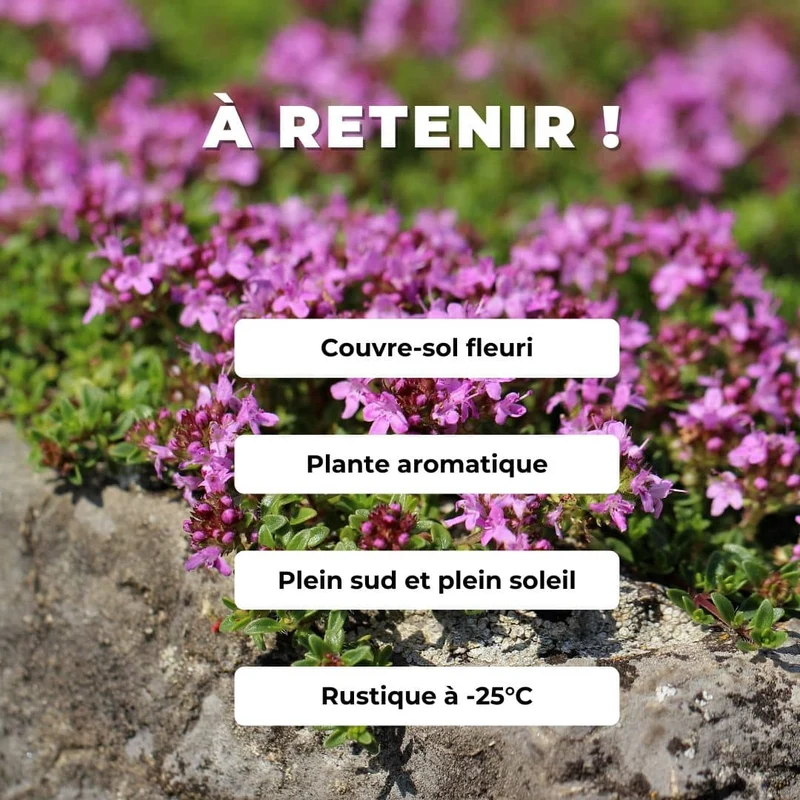 Thym serpolet — Graines ou plant