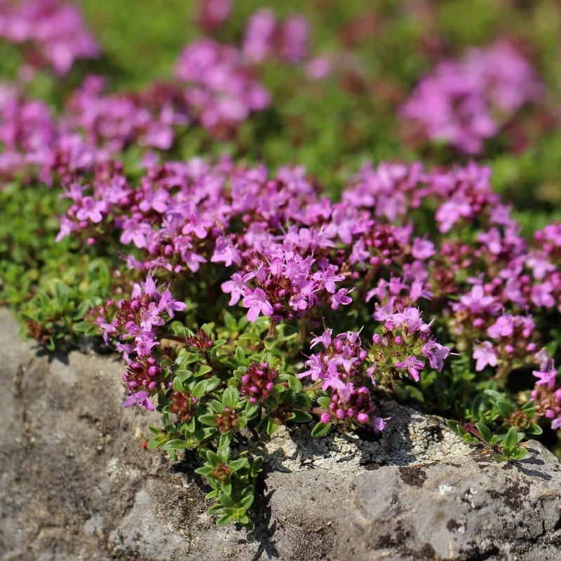 Thym serpolet — Graines ou plant