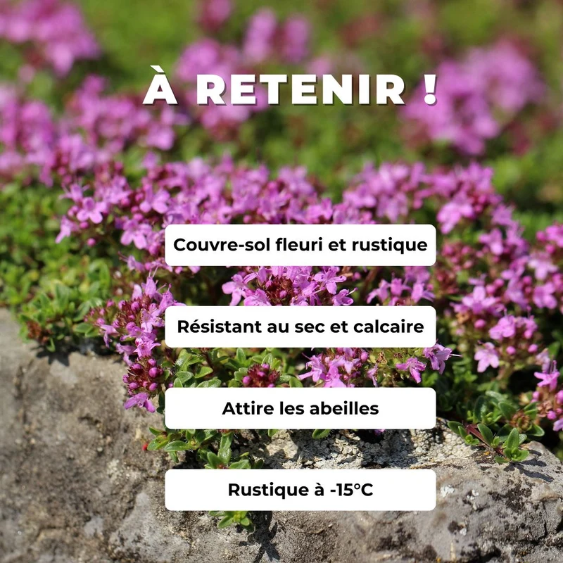Thym serpolet — Graines ou plant