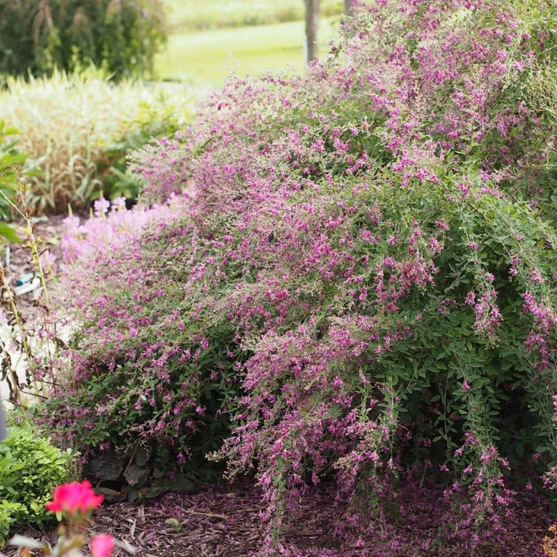 Lespédèze bicolore — Graines