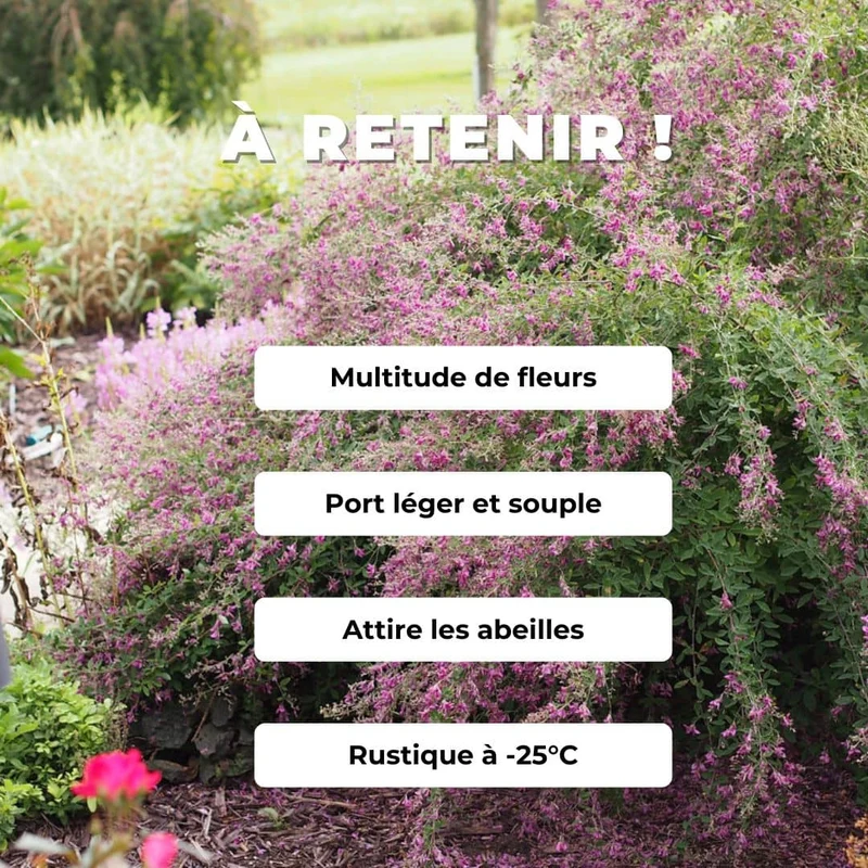 Lespédèze bicolore — Graines