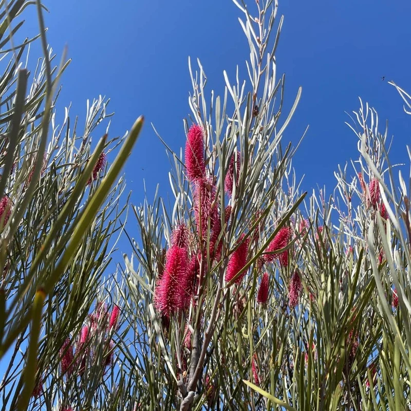 Hakea francisiana — Graines