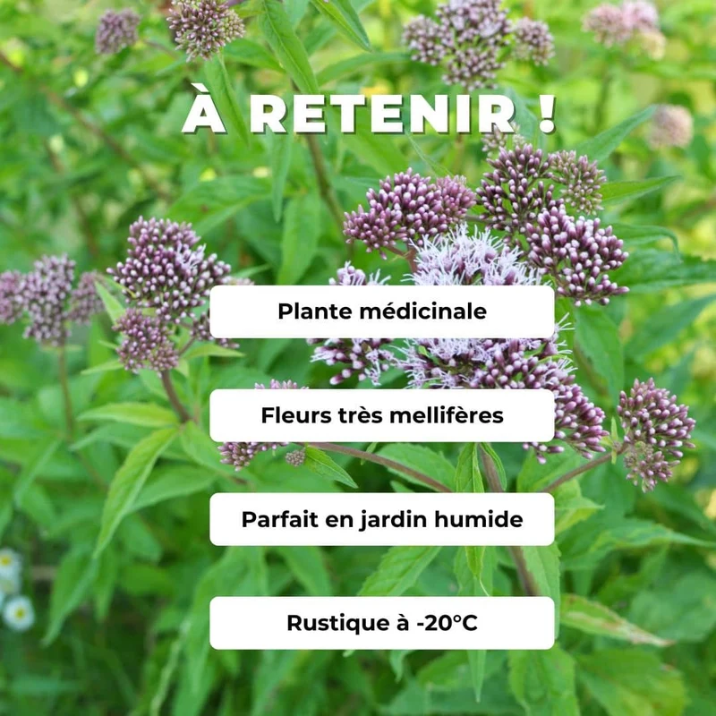 Eupatoire à feuilles de chanvre — Graines