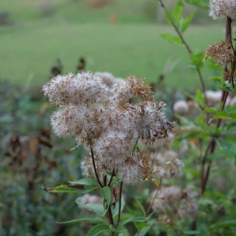 Eupatoire à feuilles de chanvre — Graines