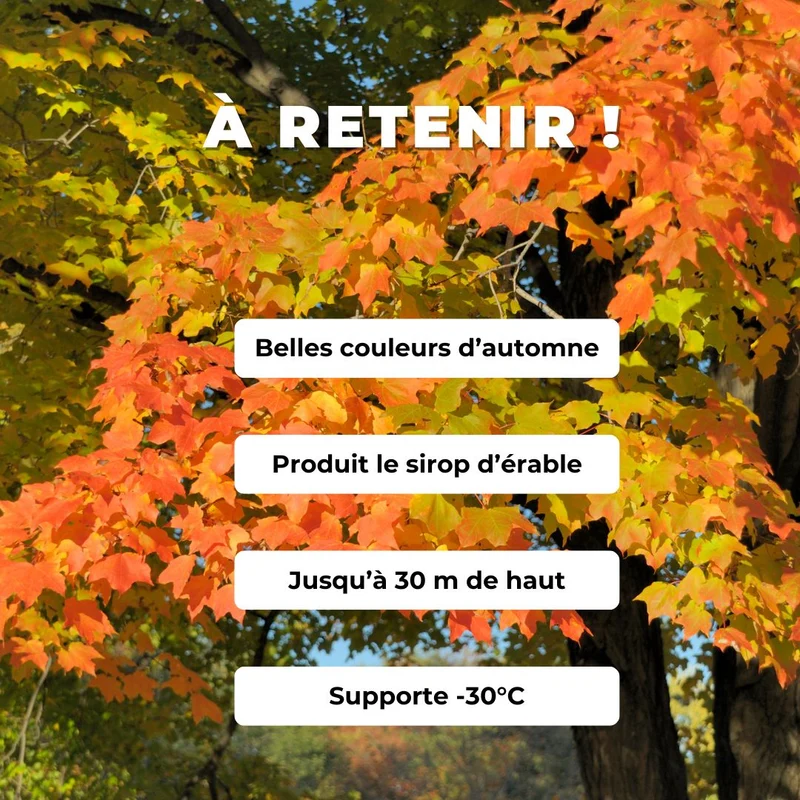 Érable à sucre — Graines
