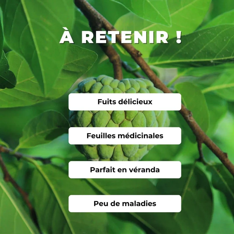 Pomme cannelle — Graines