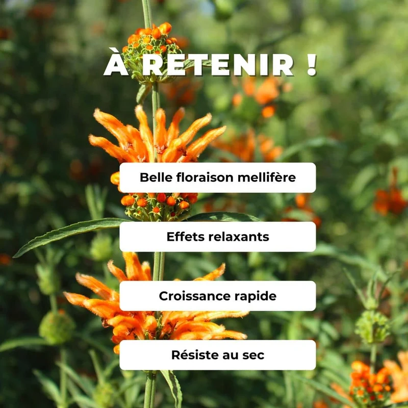 Queue de lion — Graines et plant