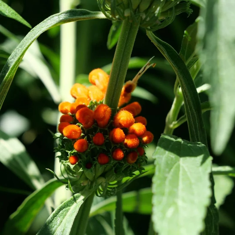 Queue de lion — Graines et plant
