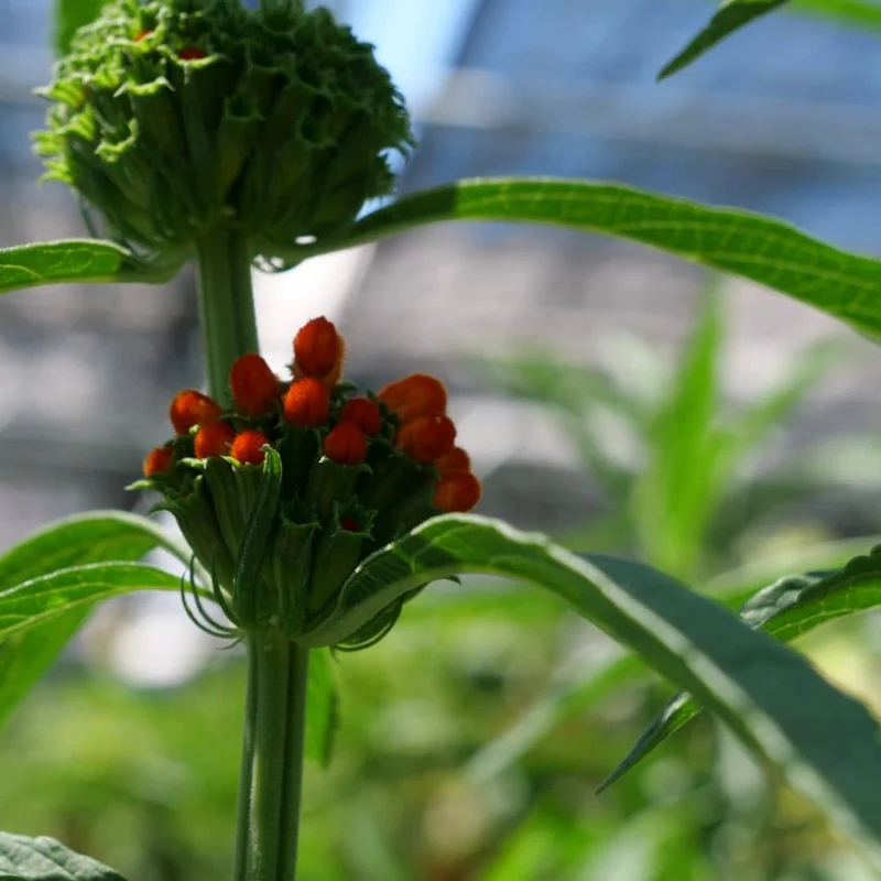 Queue de lion — Graines et plant