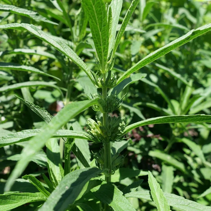 Queue de lion — Graines et plant