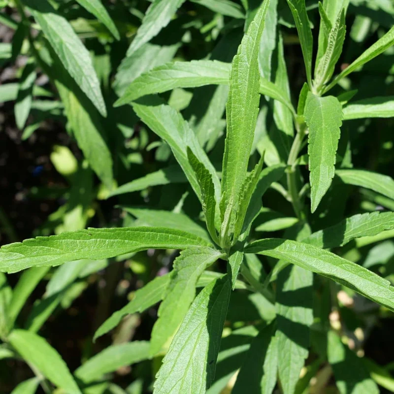 Queue de lion — Graines et plant