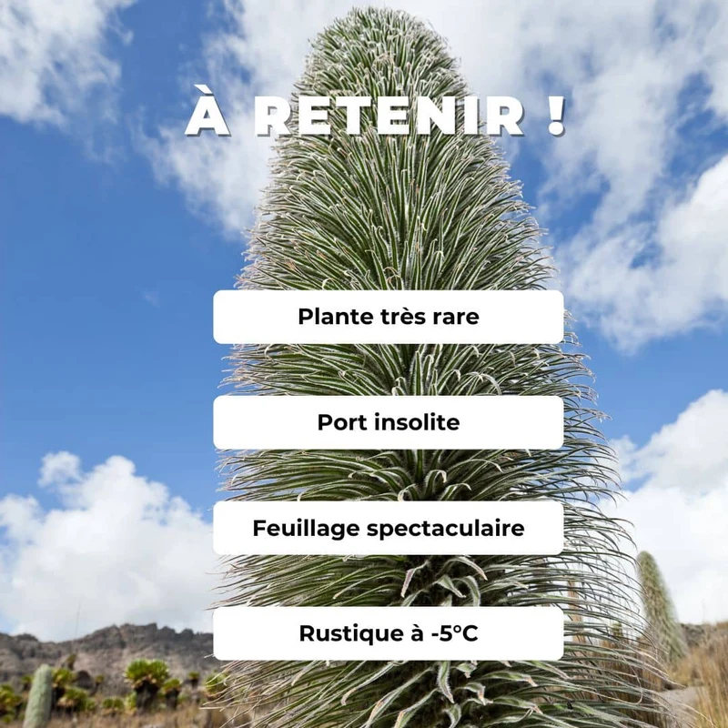 Lobélie géante du mont Kenya — Graines