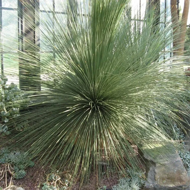Dasylirion à feuilles de jonc — Plant