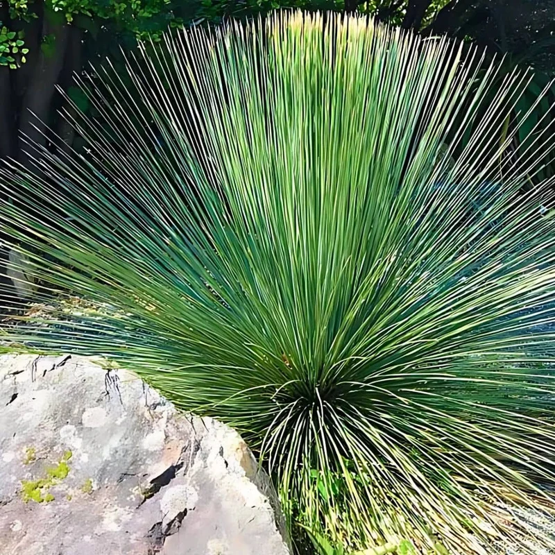 Dasylirion à feuilles de jonc — Plant