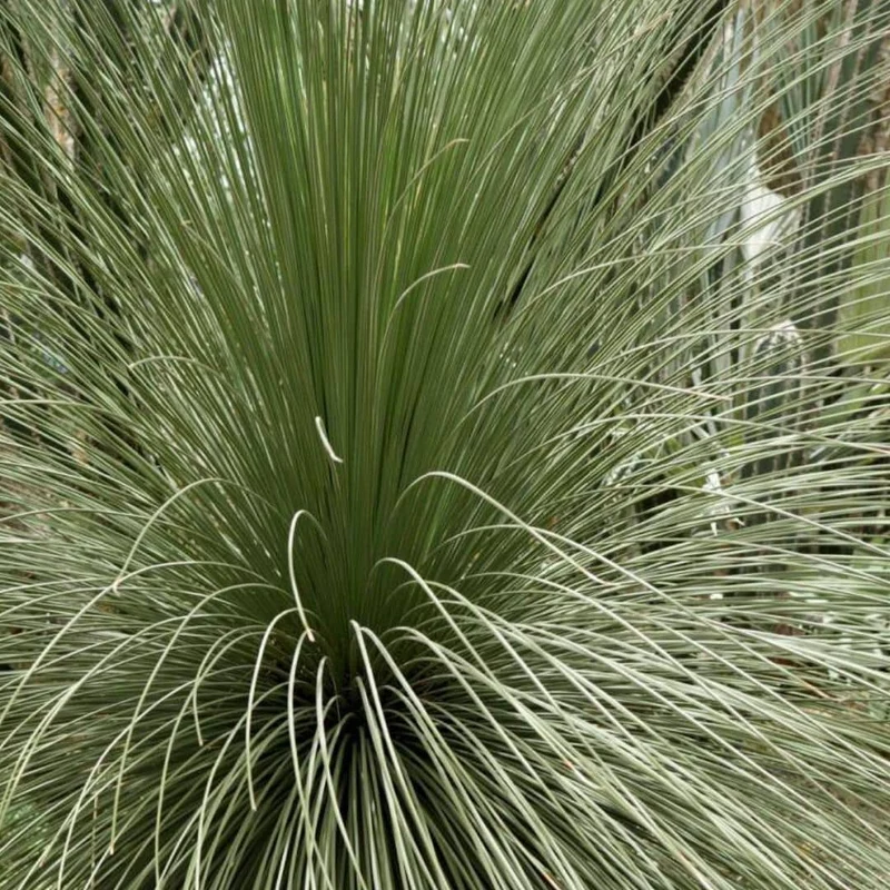 Dasylirion à feuilles de jonc — Plant