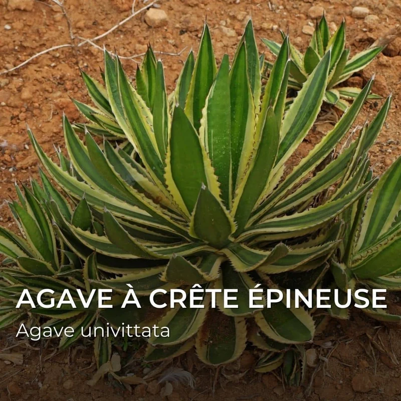 Agave univittata — Graines