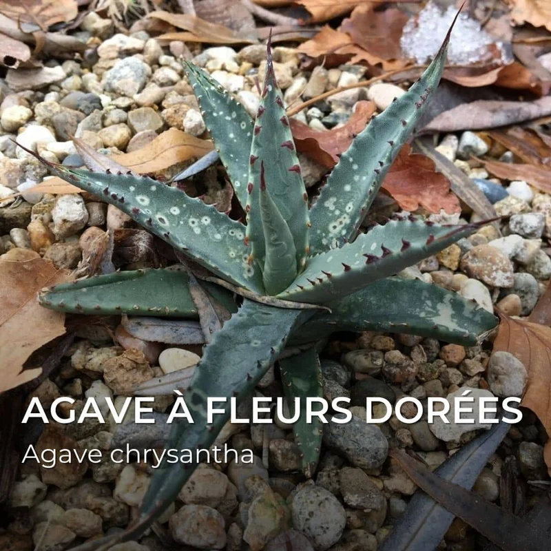 Agave chrysantha — Graines