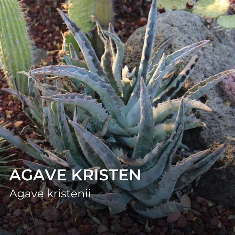 Agave kristenii — Graines