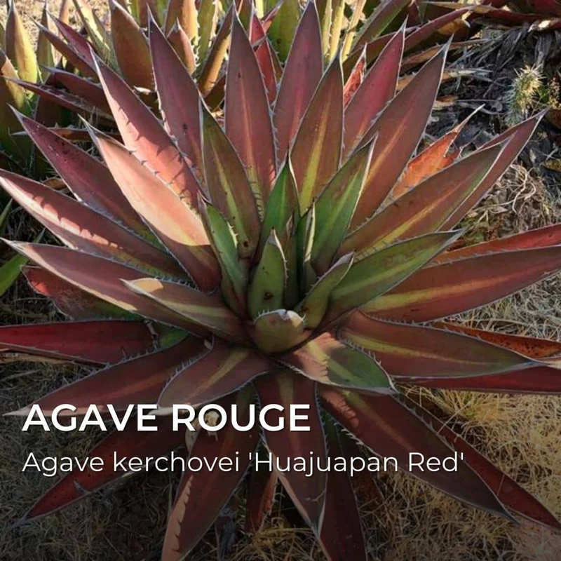 Agave Huajuapan Red — Graines