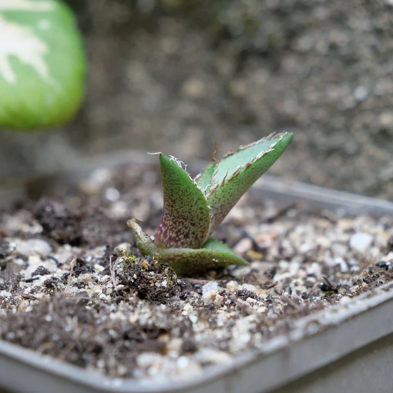 Agave Huajuapan Red — Graines
